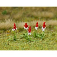 32 Orchideenprimel