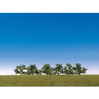 6 Büsche, weiß blühend