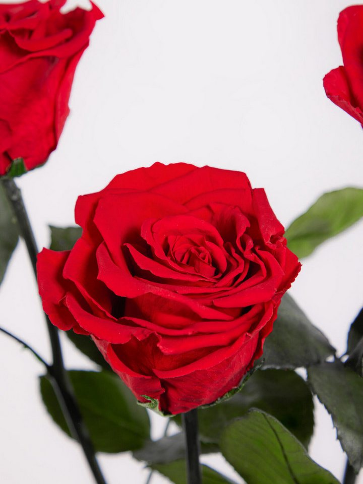 Fleurop Infinity-Rosen Infinity Rosen: Ewige Liebe – Bild 4 von 4