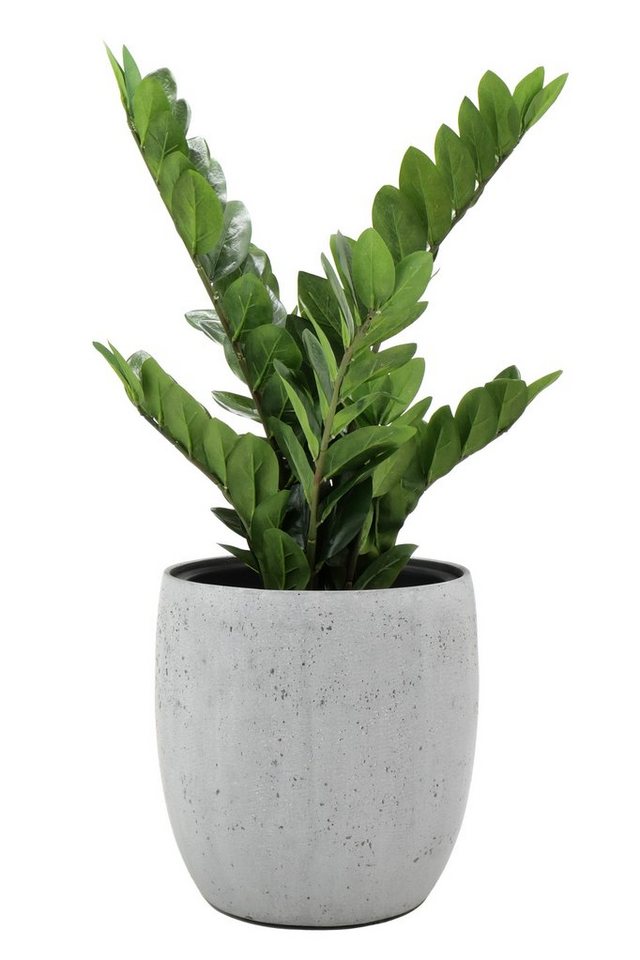 Flingora Pflanzkübel Dao, mit Einsatz - Fiberglas - Indoor & Outdoor - Zementgrau - Ø 30 cm – Bild 4 von 4