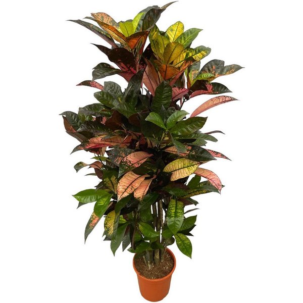 Florora Zimmerpflanze Codiaeum Iceton – Croton Iceton verzweigt – 120 cm – Topf 24 cm