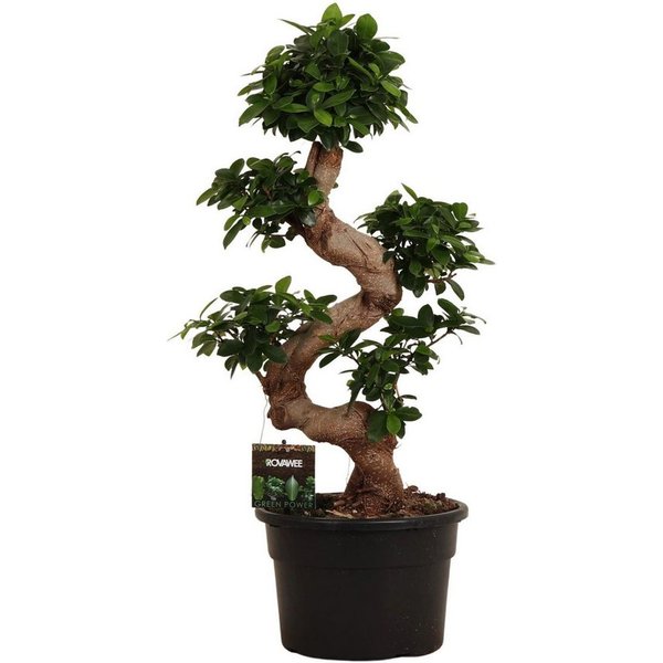 Florora Zimmerpflanze Ficus Microcarpa – 80 cm