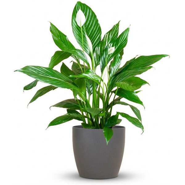 Florora Zimmerpflanze Spathiphyllum Mit – Einblatt – 80 cm