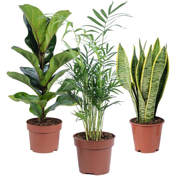 Flowerbox Zimmerpflanze Bergpalme, Geigenfeige, Bogenhanf, 3er-Set, pflegeleicht - Höhe ca. 40 cm, Topf Ø 12 cm