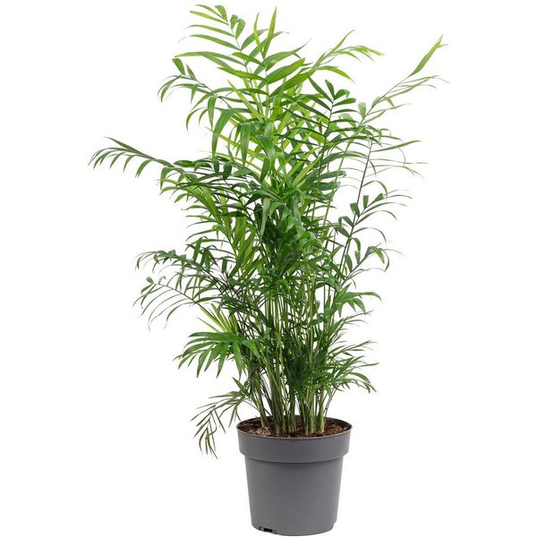 Flowerbox Zimmerpflanze Bergpalme - Chamaedorea elegans, pflegeleicht - Höhe ca. 70 cm, Topf-Ø 17 cm