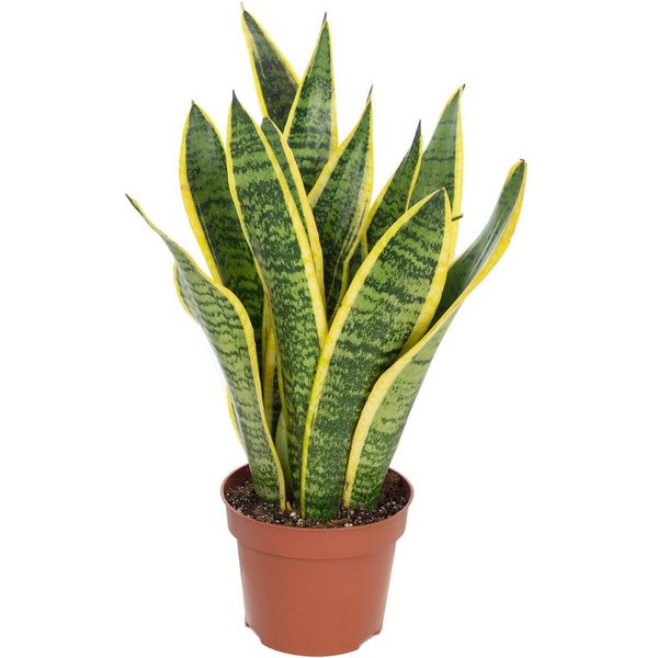 Flowerbox Zimmerpflanze Bogenhanf - Sansevieria trifasciata, pflegeleicht - Höhe ca. 35 cm, Topf-Ø 12 cm