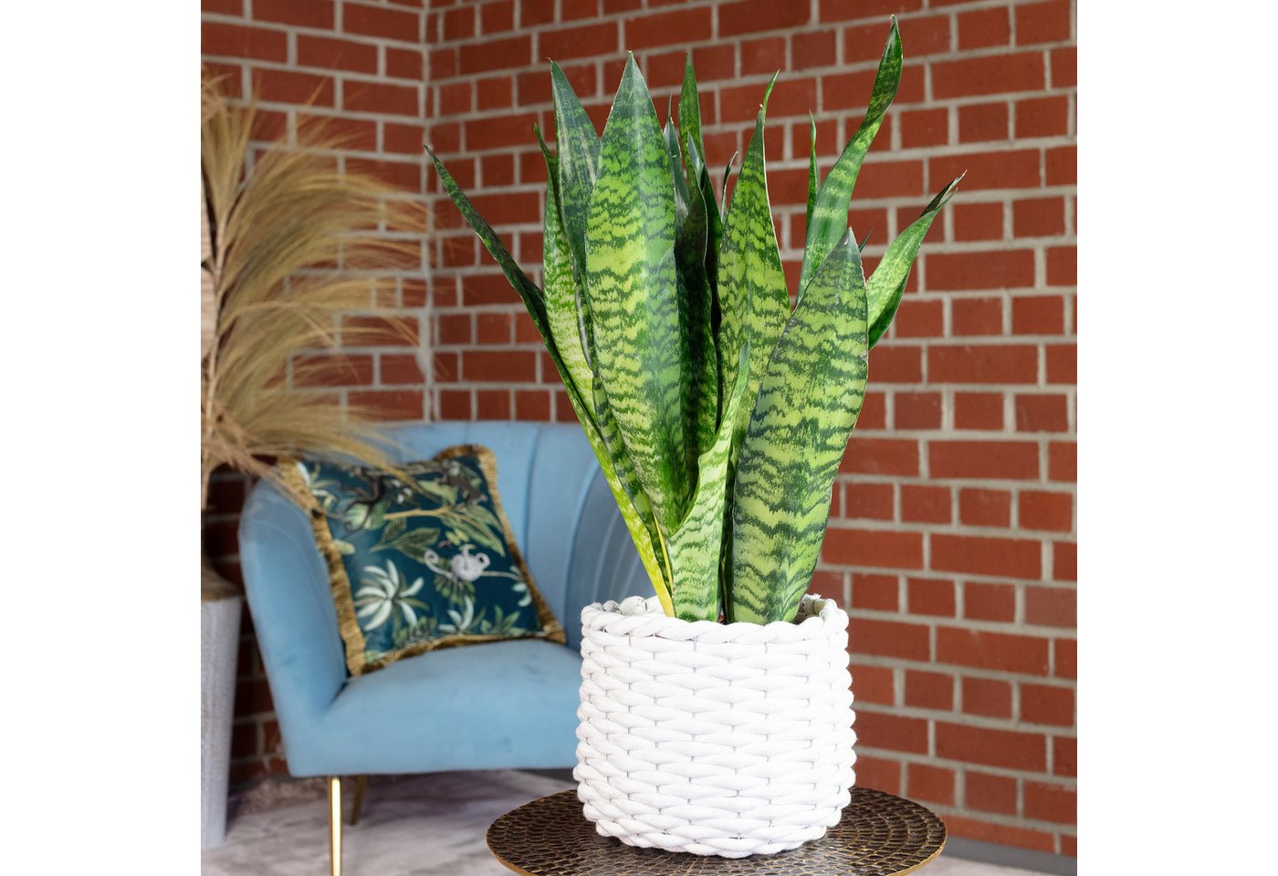 Flowerbox Zimmerpflanze Bogenhanf - Sansevieria zeylanica, pflegeleicht - Höhe ca. 65 cm, Topf-Ø 17 cm – Bild 2 von 5