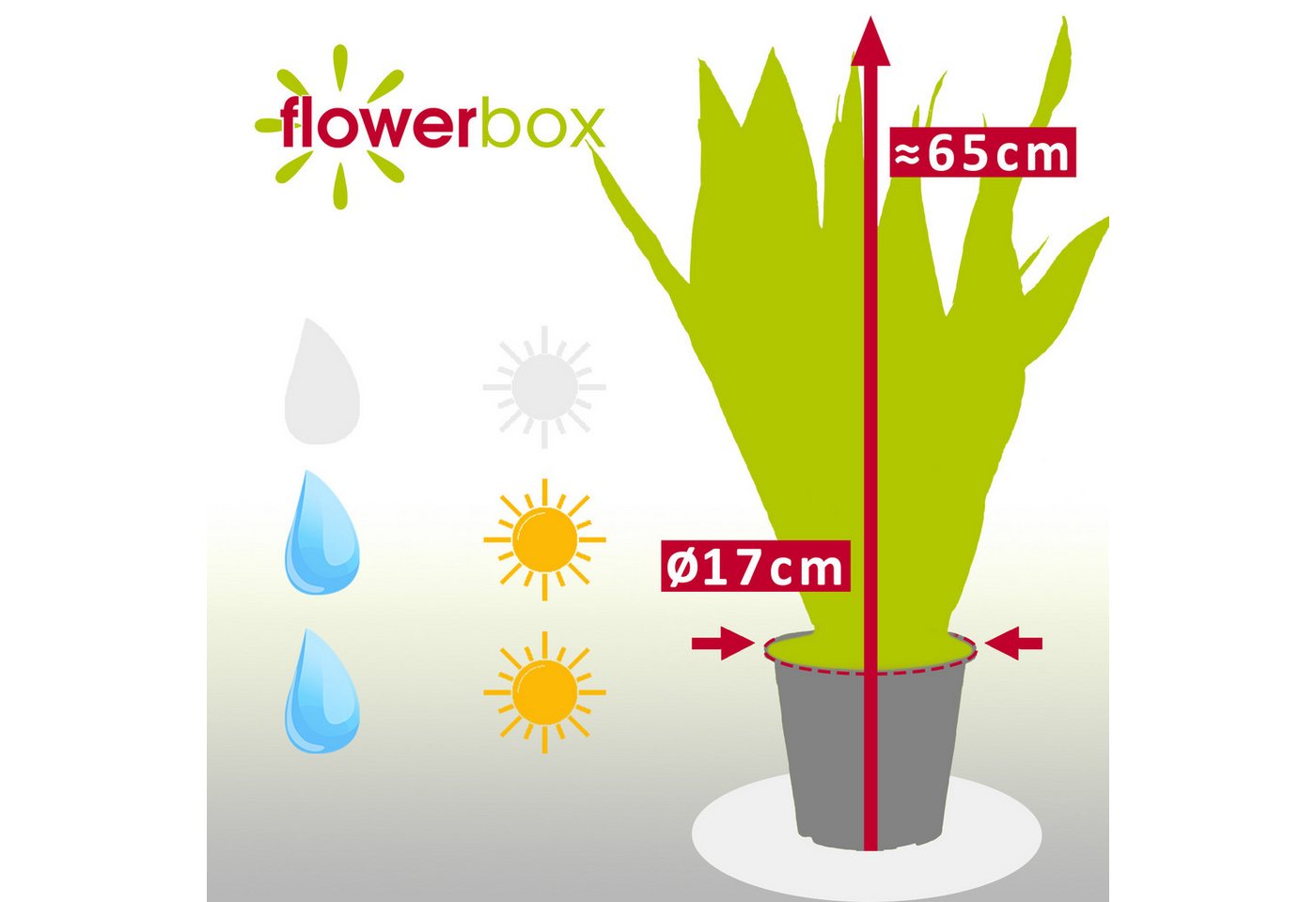 Flowerbox Zimmerpflanze Bogenhanf - Sansevieria zeylanica, pflegeleicht - Höhe ca. 65 cm, Topf-Ø 17 cm – Bild 4 von 5
