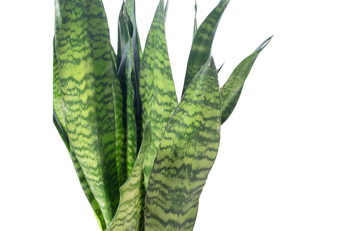 Flowerbox Zimmerpflanze Bogenhanf - Sansevieria zeylanica, pflegeleicht - Höhe ca. 65 cm, Topf-Ø 17 cm – Bild 5 von 5