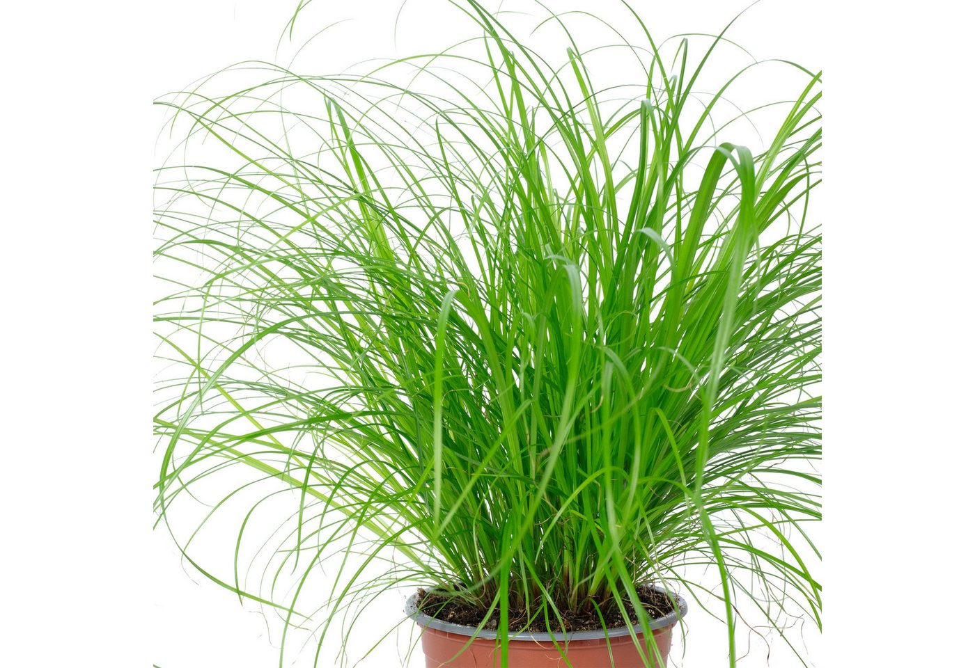 Flowerbox Zimmerpflanze Echtes Katzengras - Cyperus alternifolius Zumula, pflegeleicht - Höhe ca. 30 cm, Topf-Ø 12 cm – Bild 4 von 5
