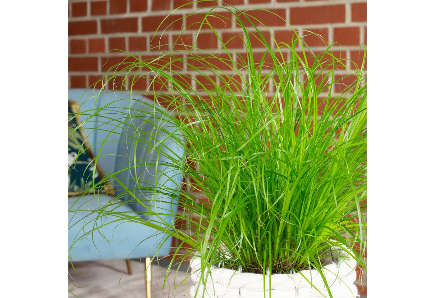 Flowerbox Zimmerpflanze Echtes Katzengras - Cyperus alternifolius Zumula, pflegeleicht - Höhe ca. 30 cm, Topf-Ø 12 cm – Bild 5 von 5