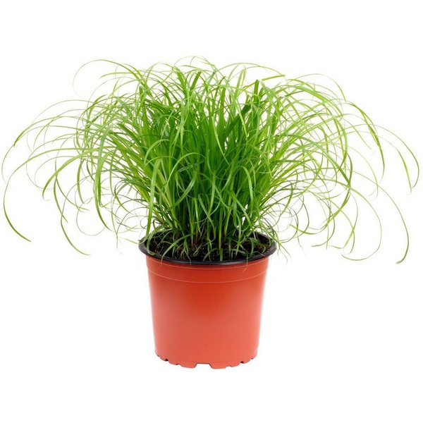 Flowerbox Zimmerpflanze Echtes Katzengras - Cyperus alternifolius "Zumula", - Höhe ca. 30 cm, Topf-Ø 12 cm