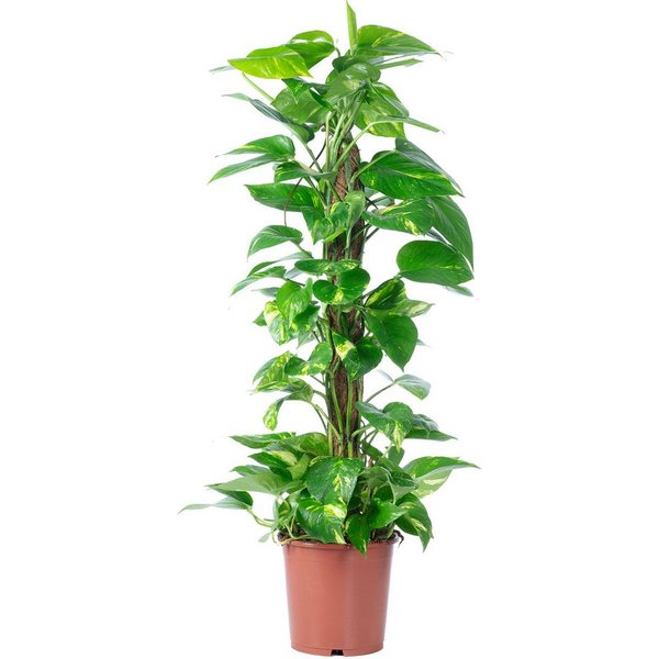 Flowerbox Zimmerpflanze Efeutute am Moosstab - Epipremnum aureum, pflegeleicht - Höhe ca. 80 cm, Topf-Ø 19 cm