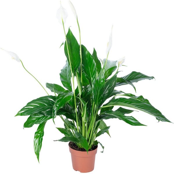 Flowerbox Zimmerpflanze Einblatt - Spathiphyllum, pflegeleicht - Höhe ca. 50 cm, Topf-Ø 13 cm