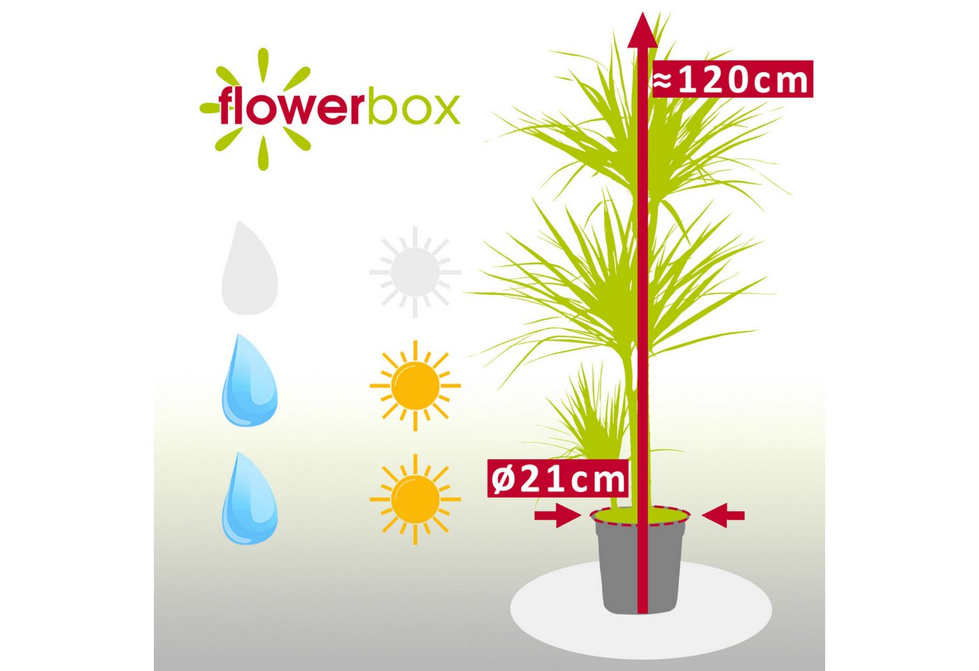 Flowerbox Zimmerpflanze Gerandeter Drachenbaum - Dracaena marginata, pflegeleicht - Höhe ca. 120 cm, Topf-Ø 21 cm – Bild 2 von 3