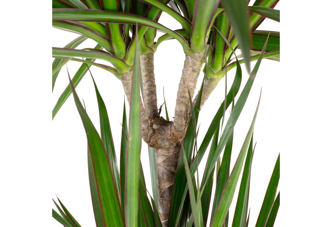 Flowerbox Zimmerpflanze Gerandeter Drachenbaum - Dracaena marginata, pflegeleicht - Höhe ca. 120 cm, Topf-Ø 21 cm – Bild 3 von 3