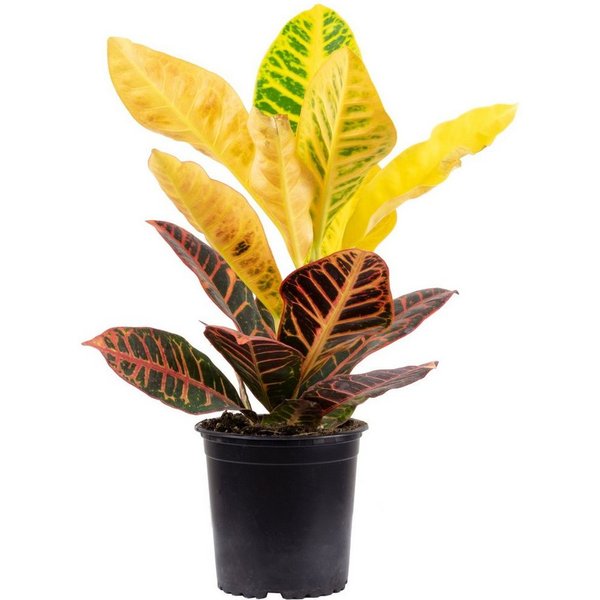 Flowerbox Zimmerpflanze Wunderstrauch "Petra" - Codiaeum Petra, - Höhe ca. 40 cm, Topf-Ø 13 cm