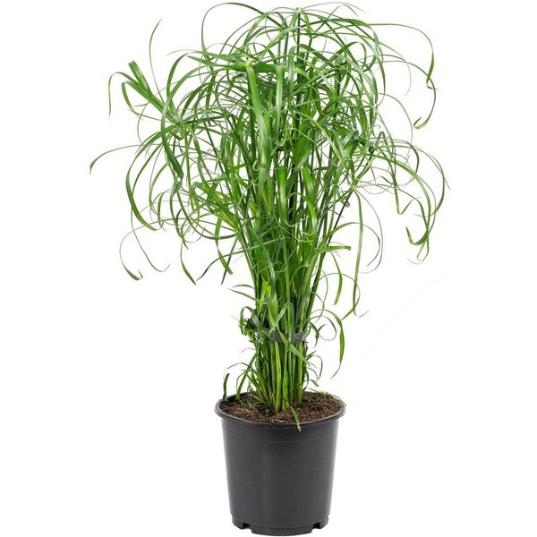 Flowerbox Zimmerpflanze Zyperngras - Cyperus alternifolius, pflegeleicht - Höhe ca. 60 cm, Topf-Ø 14 cm