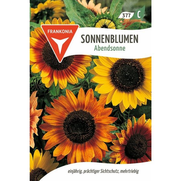 FRANKONIA Blumensamen Sonnenblume, Abendsonne - Saatgut SonnenSamen, Helianthus annuus
