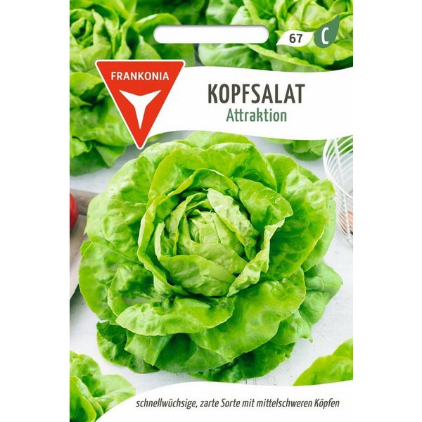 FRANKONIA Gemüsesamen Kopfsalat, Attraktion - Saatgut Salat-Samen Samen, Lactuca sativa