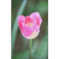 Fussmatte 7605