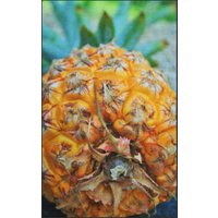 Fussmatte Ananas 7591