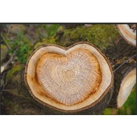 Fussmatte Baum 4075