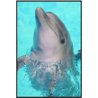 Fussmatte Delfin 10789