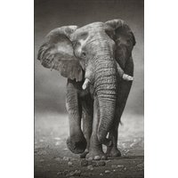 Fussmatte Elefant 7481