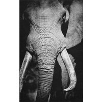 Fussmatte Elefant 7786