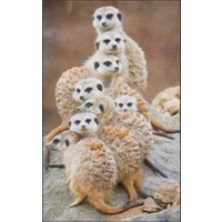 Fussmatte Erdmännchen 7678