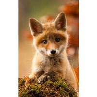 Fussmatte Fuchs 7675