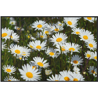 Fussmatte Gänseblümchen 10647