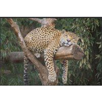 Fussmatte Gepard 6051