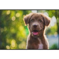 Fussmatte Hund 4531