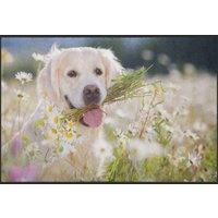 Fussmatte Hund 4532