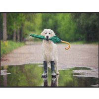 Fussmatte Hund 4889