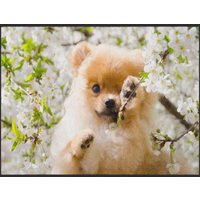 Fussmatte Hund 4961