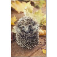 Fussmatte Igel 7084