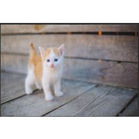Fussmatte Katze 4818