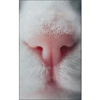 Fussmatte Katze 7633