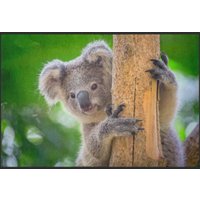 Fussmatte Koala 4516