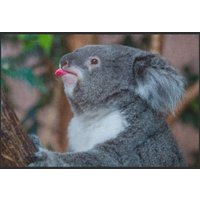 Fussmatte Koala 4813