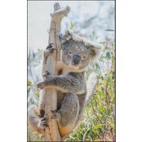 Fussmatte Koala 7596