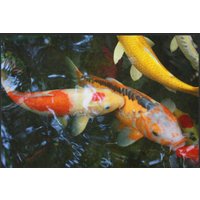 Fussmatte Koi 6098