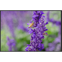 Fussmatte Lavendel 10649