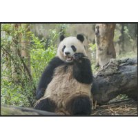 Fussmatte Pandabär 4526