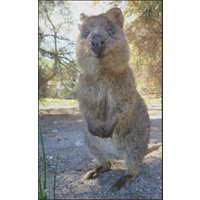 Fussmatte Quokka 7322