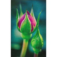 Fussmatte Rose 7600