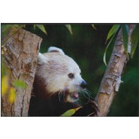 Fussmatte Roter Panda 6260